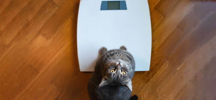 themenwelt themeneinstieg katzenernaehrung VET diaet und nahrungsergaenzungsmittel 1600x740